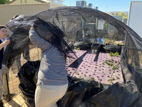 A newly planted aquaponic system