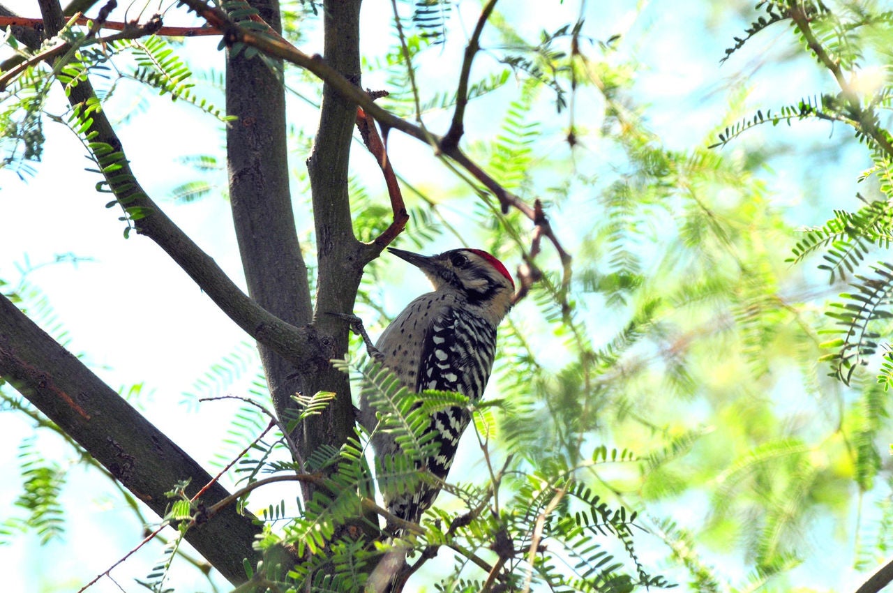 Arizona bird 