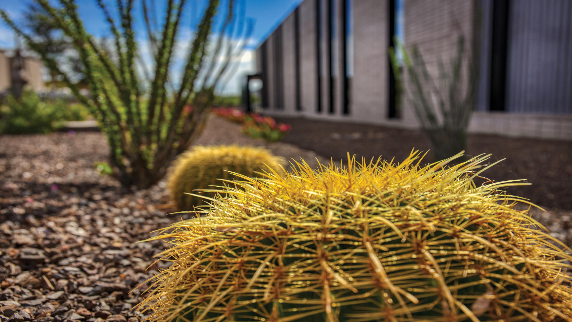 Close-up of golden barrel cacti in a desert landscape with a modern building and other drought-tolerant plants in the background under a bright blue sky.
