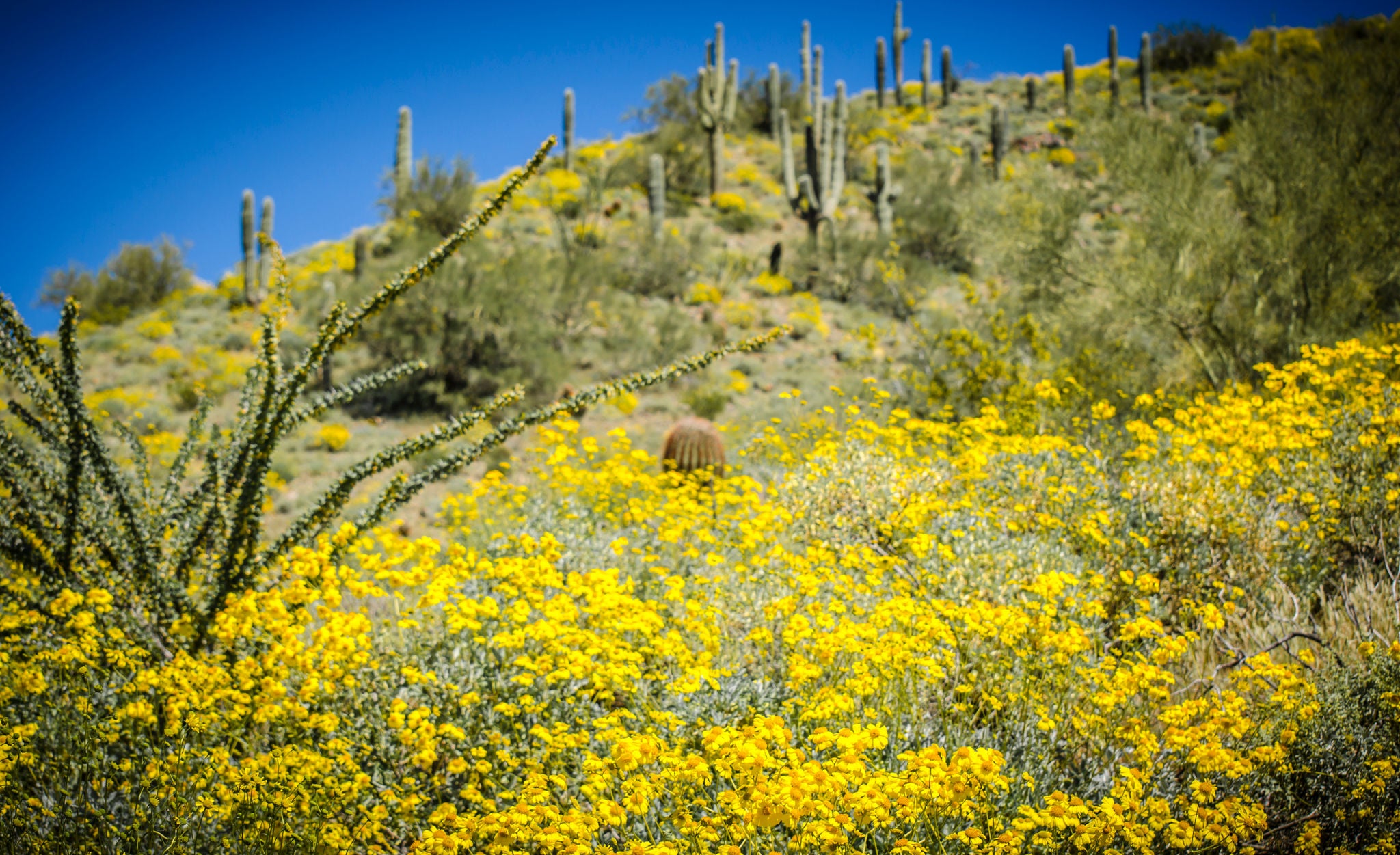 Sonoran preserve