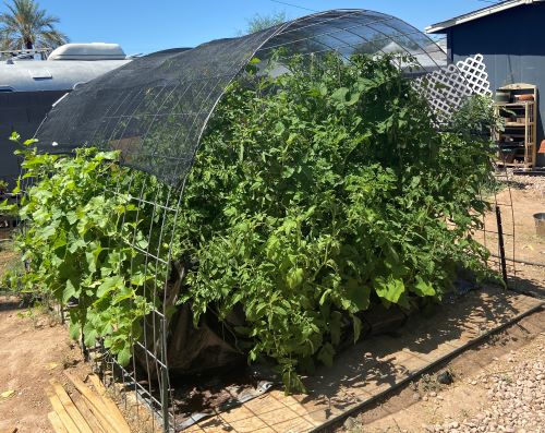 A fully blooming aquapoic system.