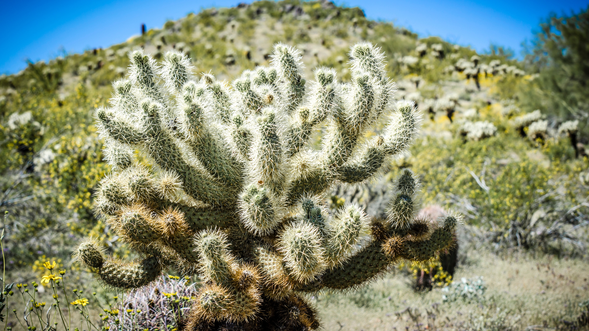 Photo of a cactus on a sunny day with a blue sky and a mountain the background covered with flora and fauna.