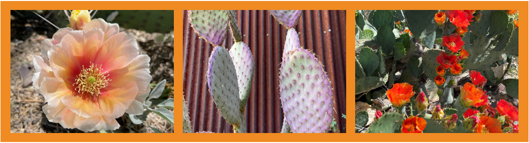 graphic showing three types of plants 