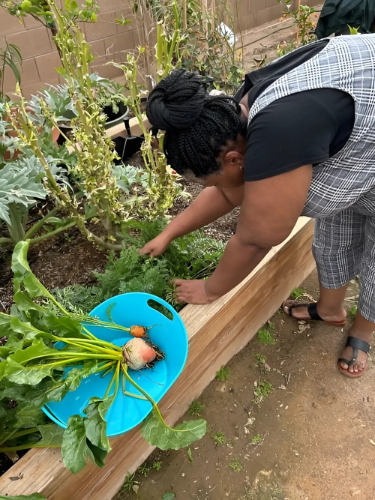 A woman harvest turnips from her TMF garden bed.