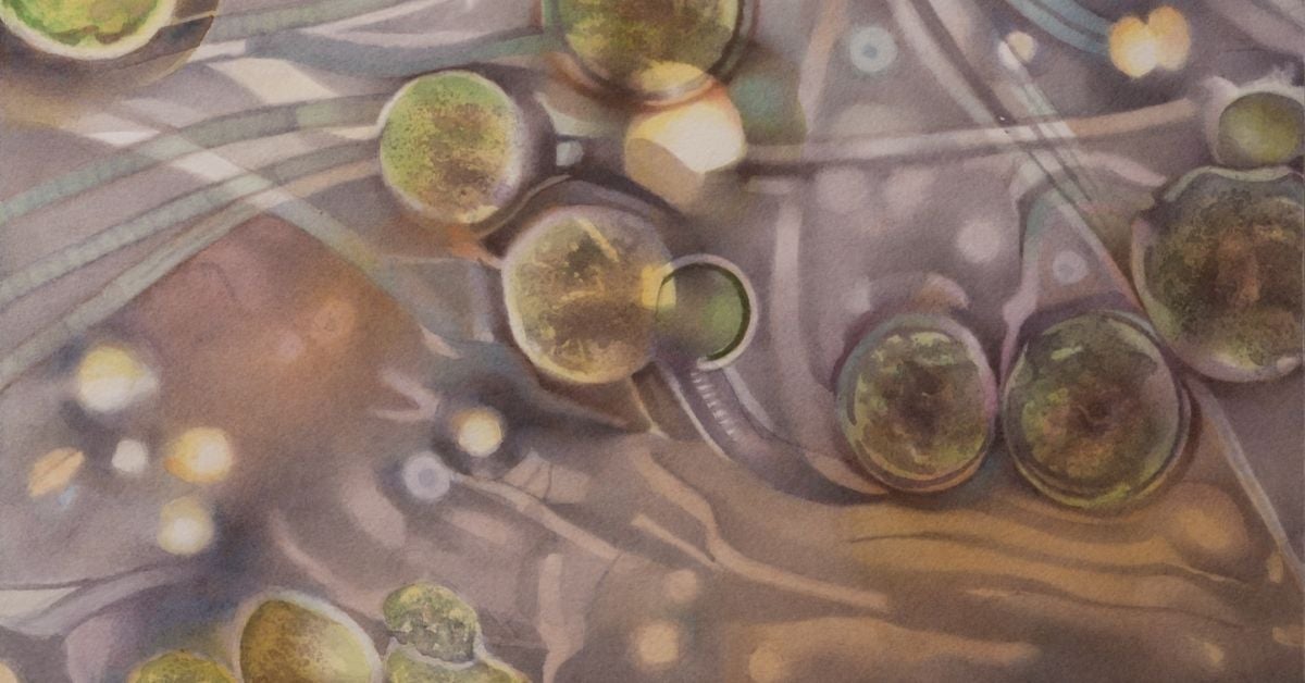 Photo of one watercolor on paper piece from the artwork series "Life Extended" by Debra Edgerton simulating a microscope slide with plant in water specimens.