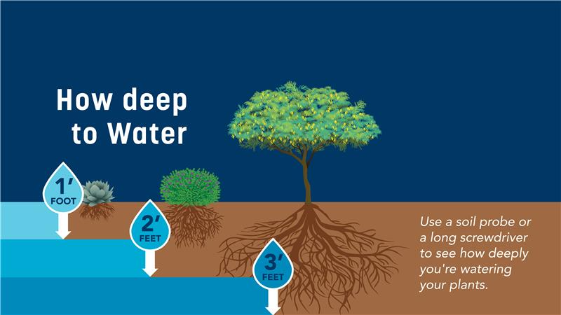 How Deep to Water Plants Graphic 