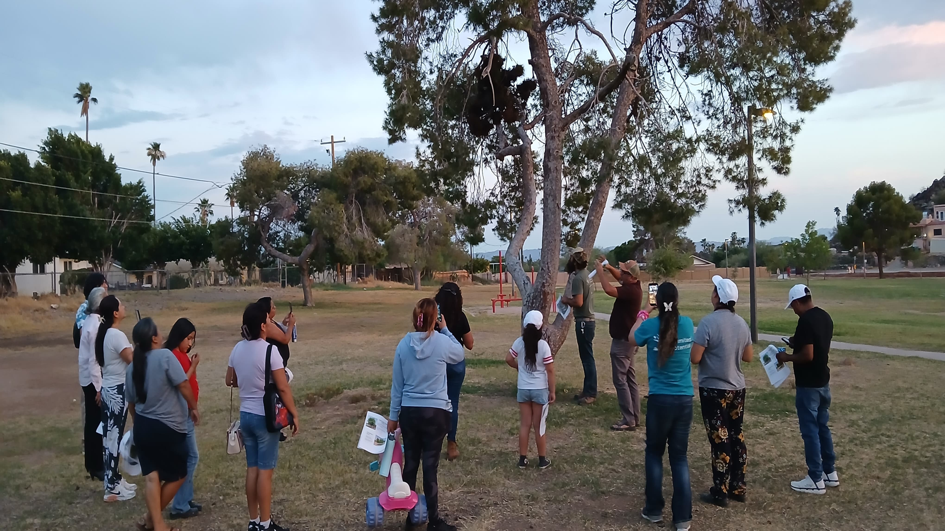 A group of people are gathered around a tree in a park, appearing to watch a presentation or explanation given by someone who is examining the tree trunk. It appears to be early evening hours with some light cloud cover.