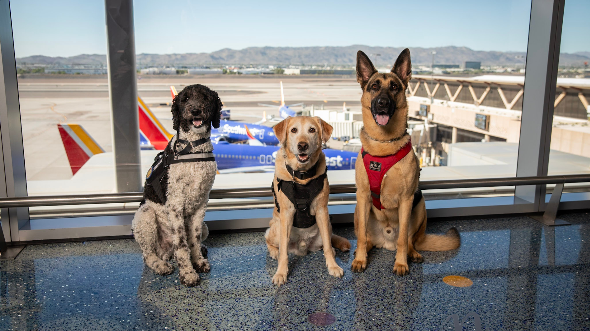 Three Phoenix police therapy dogs at Sky Harbor International Airport with planes in the background