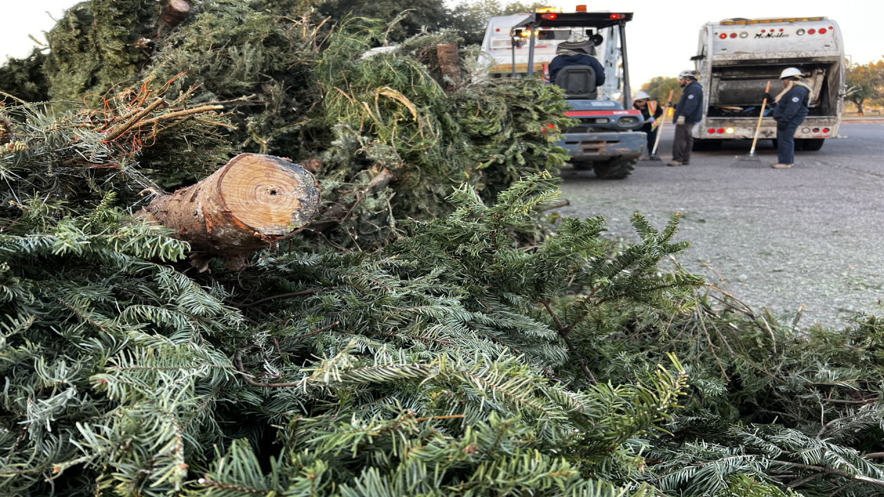 A pile of live Christmas trees with City of Phoenix employees working to collect them into large trucks in the background